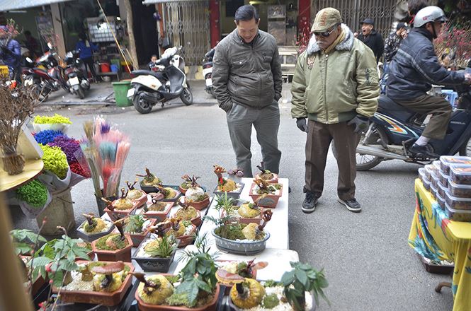 Gần 5 triệu đồng 1 chậu nấm linh chi bonsai chơi Tết ở Thủ đô